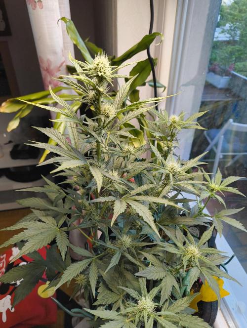 Budget Grow, First Grow. Week 5