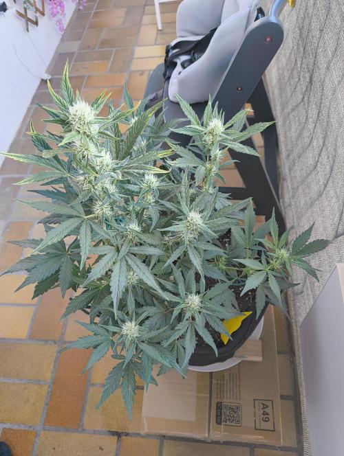 Budget Grow, First Grow. Week 5