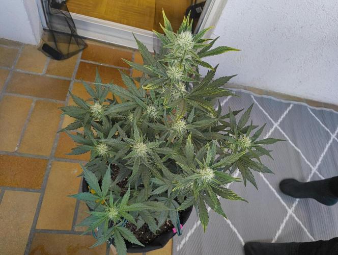 Budget Grow, First Grow. Week 5