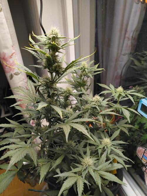 Bubble Kush Automatic. Week 5