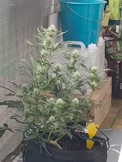 Budget Grow, First Grow. Week 6