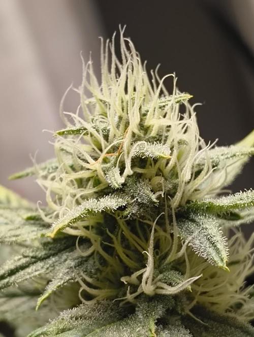 Budget Grow, First Grow. Week 6