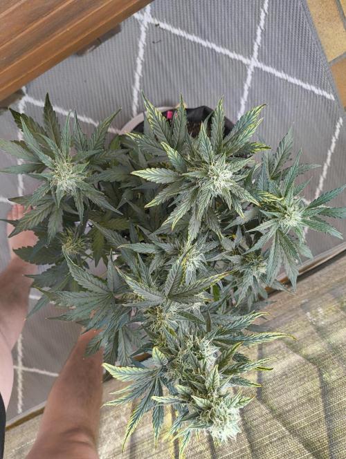 Budget Grow, First Grow. Week 6