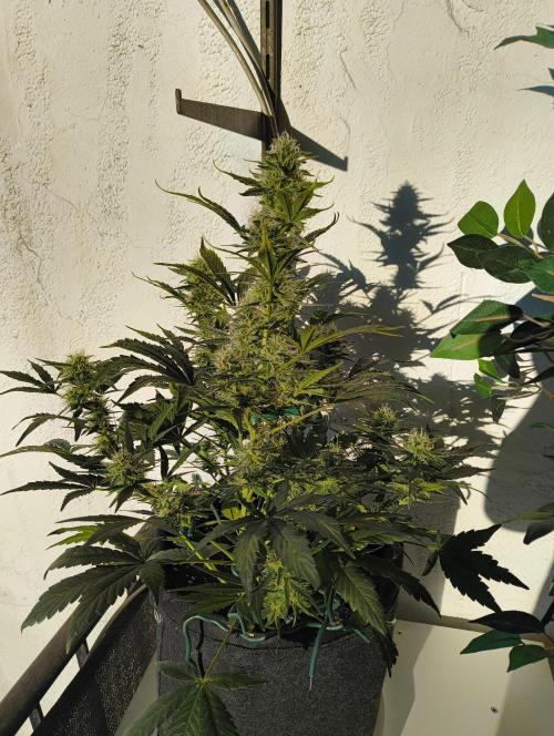 Bubble Kush Automatic. Week 6