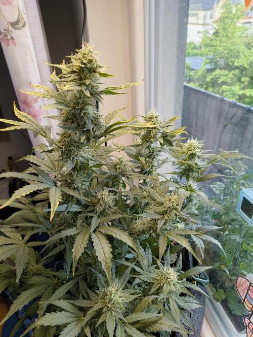 Budget Grow, First Grow. Week 7