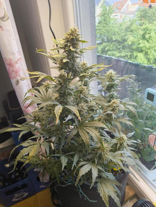 Budget Grow, First Grow. Week 7