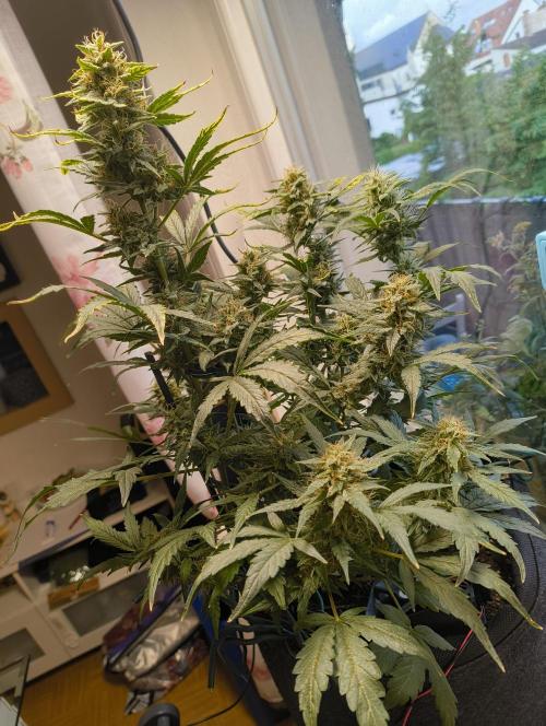 Budget Grow, First Grow. Week 7
