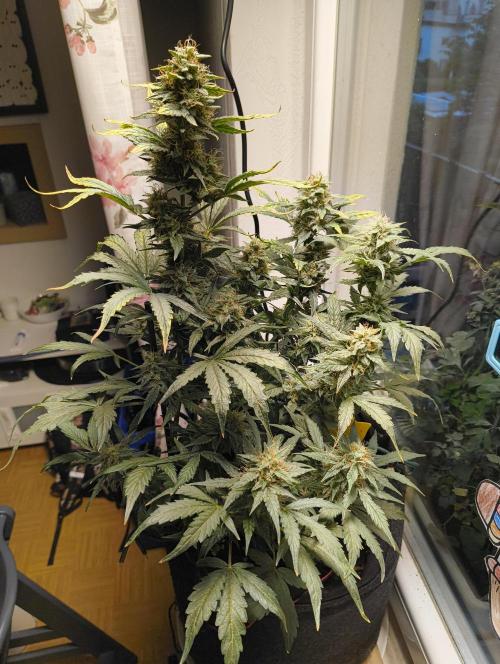 Bubble Kush Automatic. Week 7
