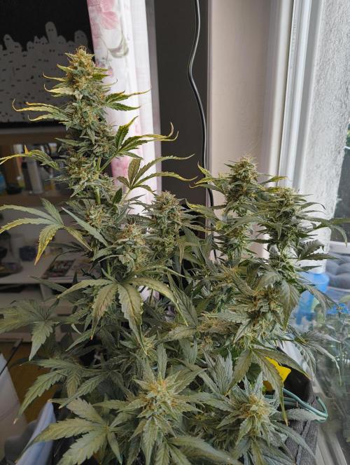Budget Grow, First Grow. Week 8