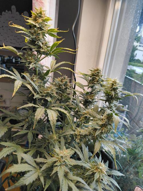 Budget Grow, First Grow. Week 8
