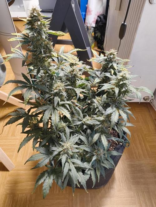 Budget Grow, First Grow. Week 8