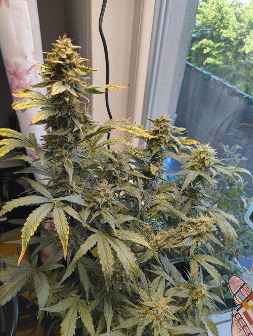 Budget Grow, First Grow. Week 8