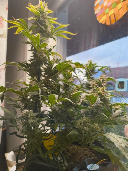 Budget Grow, First Grow. Week 8