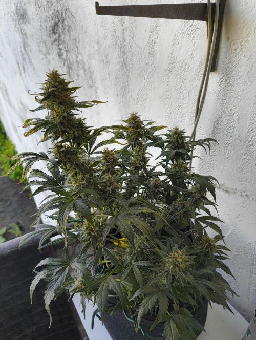 Budget Grow, First Grow. Week 8