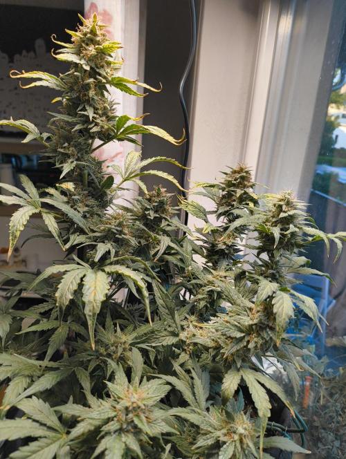 Budget Grow, First Grow. Week 8