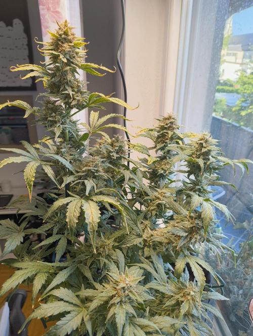 Budget Grow, First Grow. Week 9