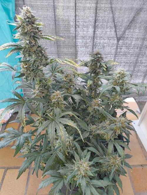 Budget Grow, First Grow. Week 9