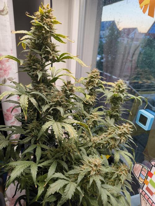 Budget Grow, First Grow. Week 9