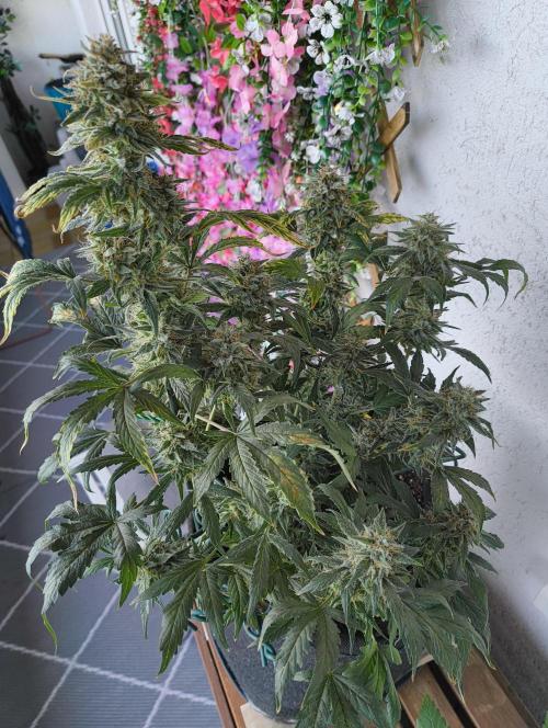 Budget Grow, First Grow. Week 9