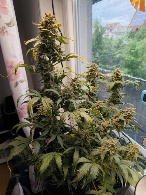 Budget Grow, First Grow. Week 9