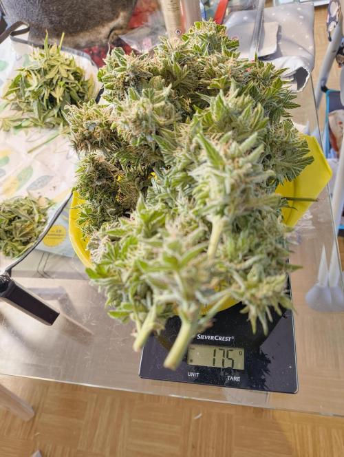 Budget Grow, First Grow. Week 10