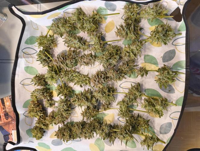 Budget Grow, First Grow. Week 10