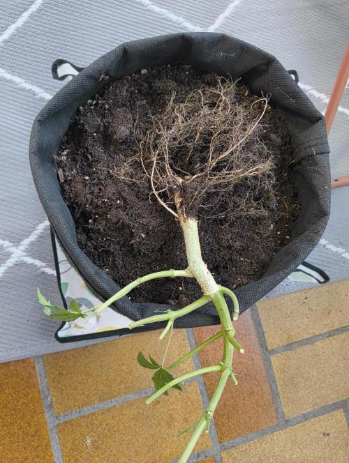 Budget Grow, First Grow. Week 10