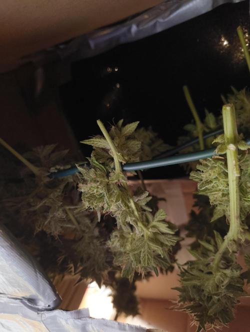 Budget Grow, First Grow. Week 10