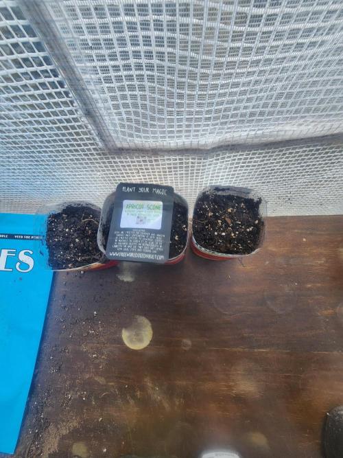 Apricot Scone. Week 0