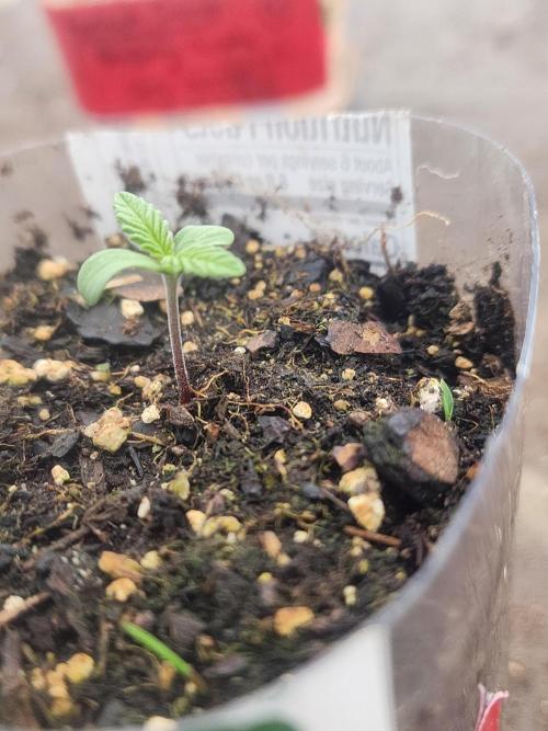 Apricot Scone. Week 2
