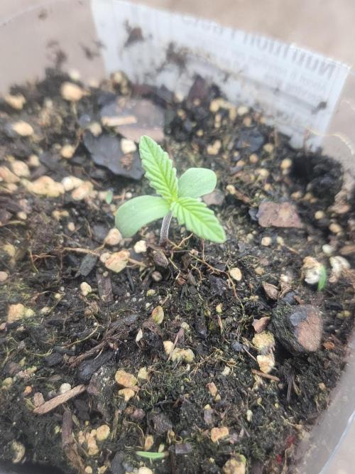 Apricot Scone. Week 2