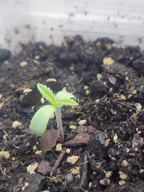 Apricot Scone. Week 2