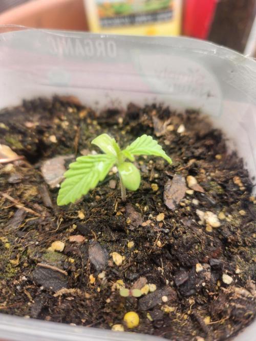 Apricot Scone. Week 3