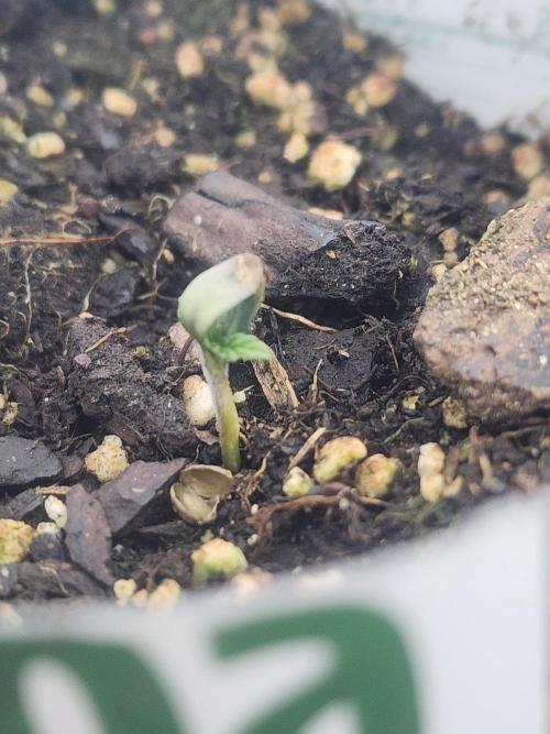 Velvet Moon. Week 2