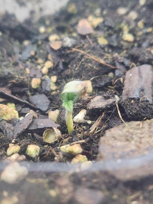 Velvet Moon. Week 2