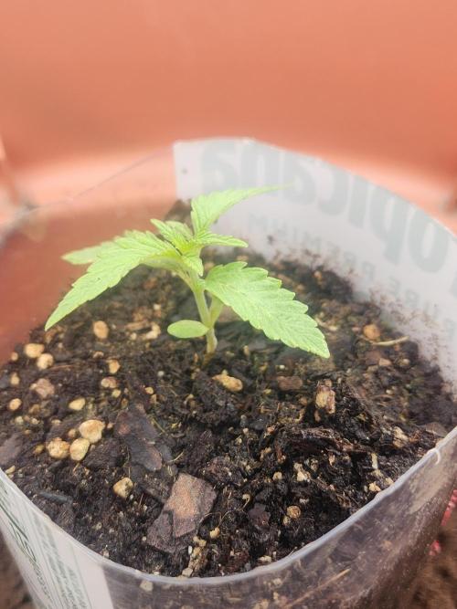 Velvet Moon. Week 4