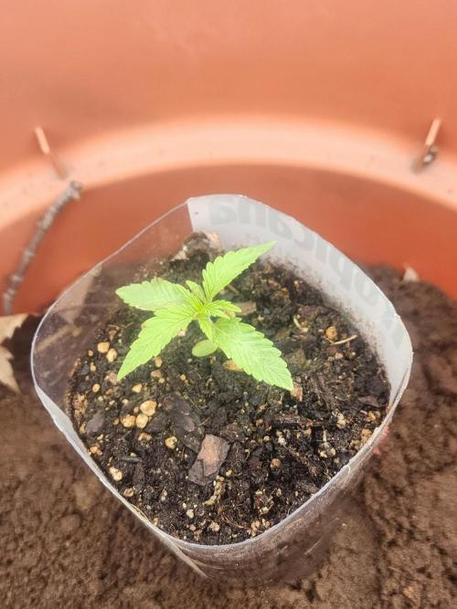Velvet Moon. Week 4