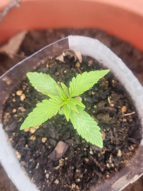 Velvet Moon. Week 4