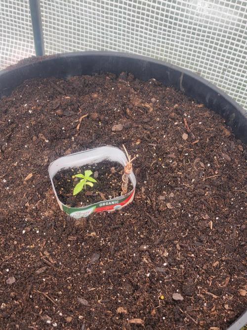Apricot Scone. Week 4