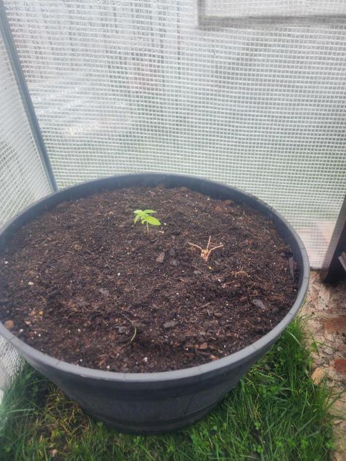 Apricot Scone. Week 4