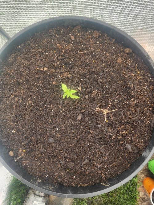 Apricot Scone. Week 4