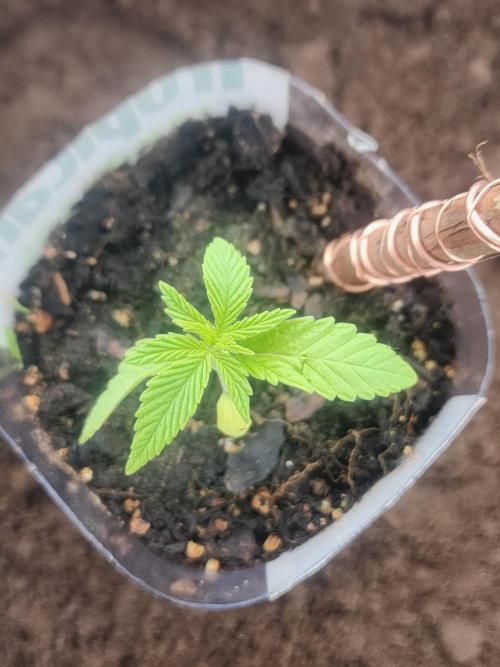 Apricot Scone. Week 4