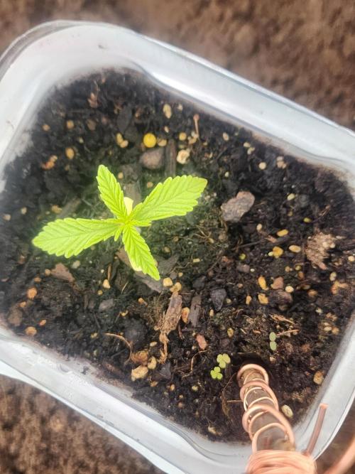 Apricot Scone. Week 4