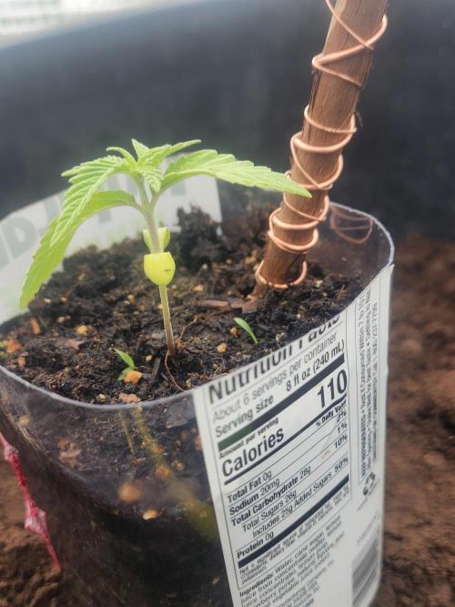Apricot Scone. Week 4