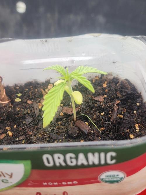 Apricot Scone. Week 4