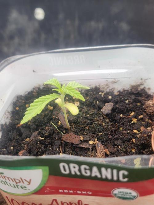 Apricot Scone. Week 4