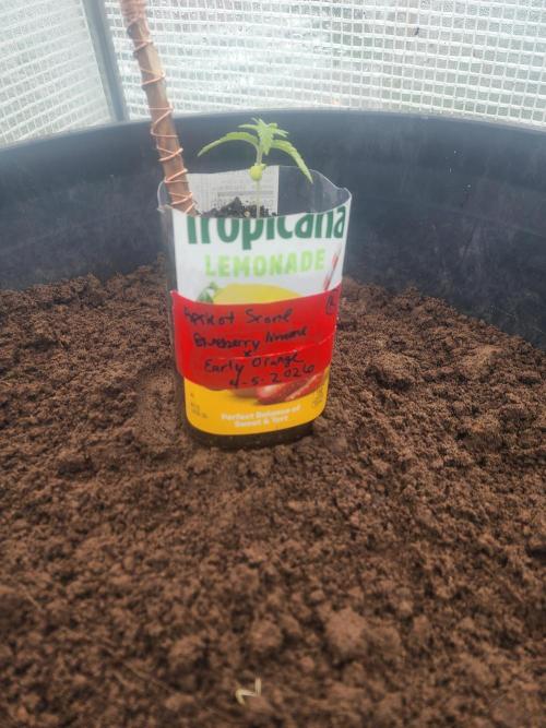Apricot Scone. Week 4