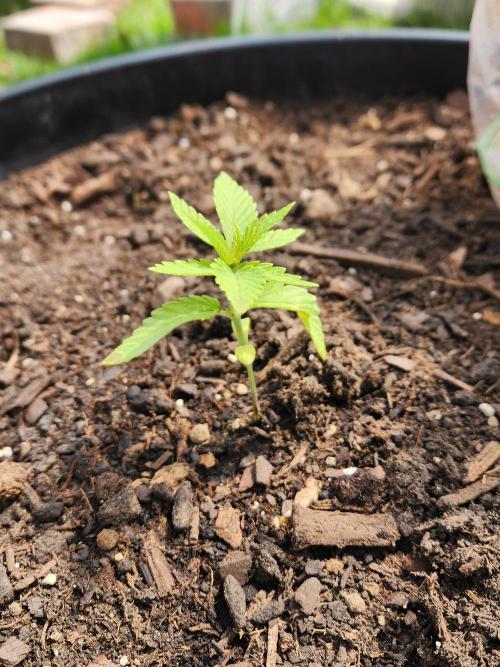 Apricot Scone. Week 5