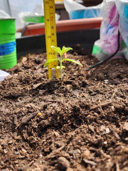 Apricot Scone. Week 5