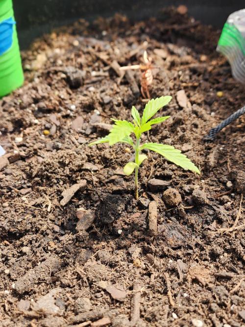 Apricot Scone. Week 5